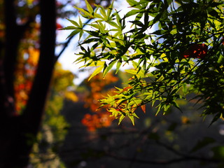 20111112_shibapark5.jpg