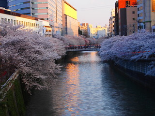20120408_sakura2.jpg