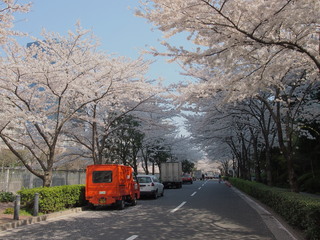 20120408_sakura4.jpg