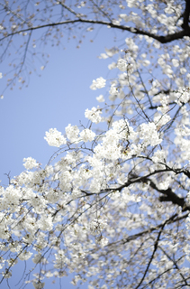 20150327jiyugaoka-1000070.jpg