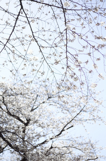 20150327jiyugaoka_cherryblossom-1000049.jpg