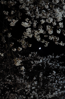 20150327jiyugaoka_cherryblossom2-1000131.jpg