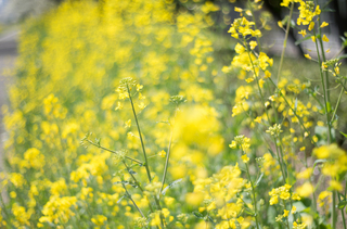 2015spring-1000018.jpg