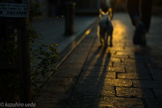 dog-1009631.jpg
